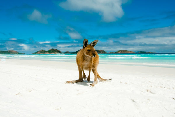 Image of Kangaroo on Lucky Bay - Cape Le Grand National Park - Australia. Photo by Photon-Photos | Canva.