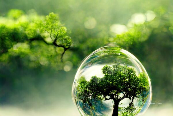 This is a stock image of a tree in a bubble with blurred trees in the background. Photo by Neirfry | Canva.