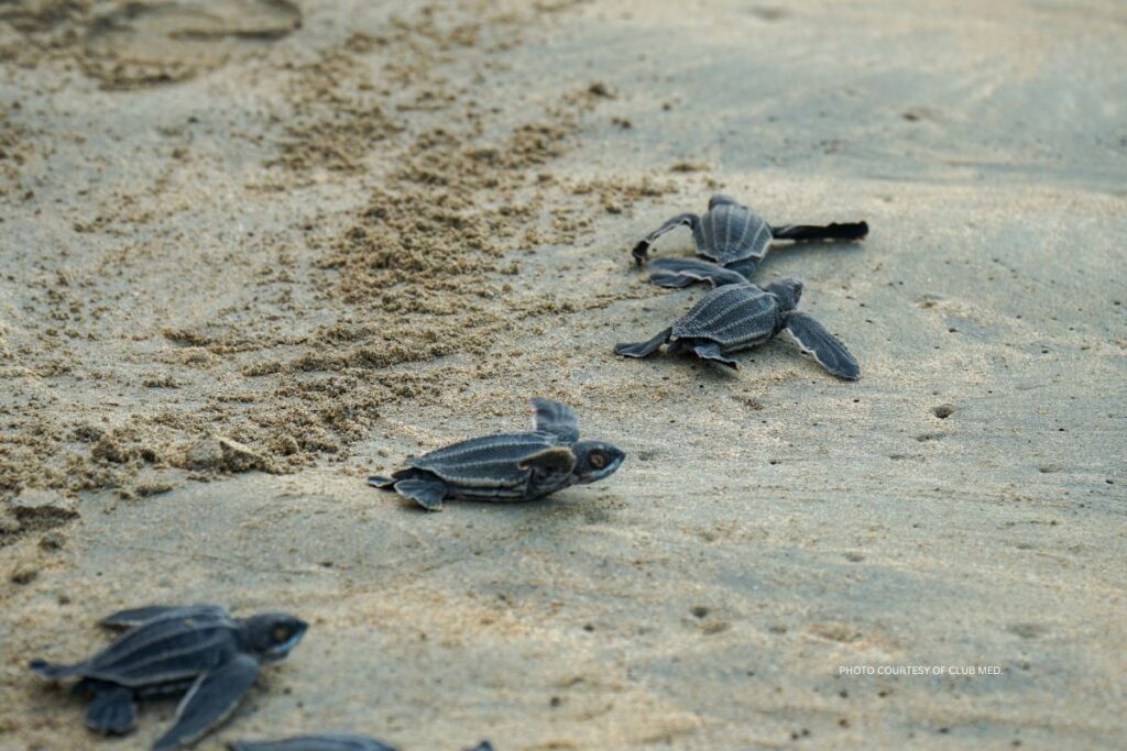 Club Med's 2024-2025 CSR initiatives include turtle monitoring and protection programs at its properties in Mexico and Dominican Republic. Photo courtesy of Club Med.
