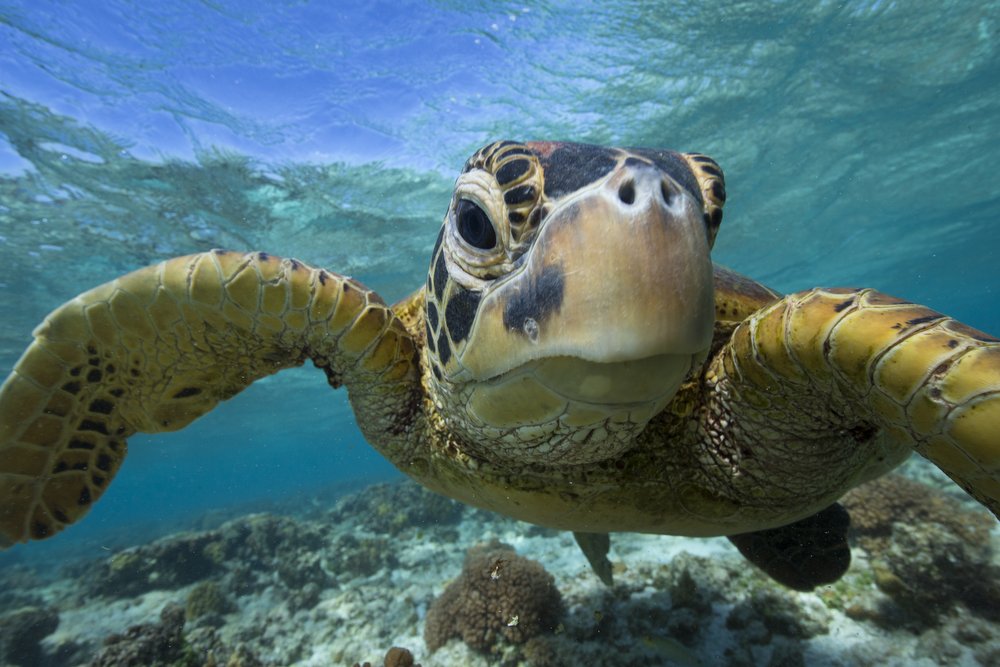 Image of Sea Turtle, Lady Elliot Island, QLD. Photo courtesy of Tourism Australia.