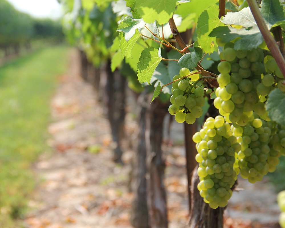 Budapest. Image of grapes in Hungary's Etyek wine-growing region.