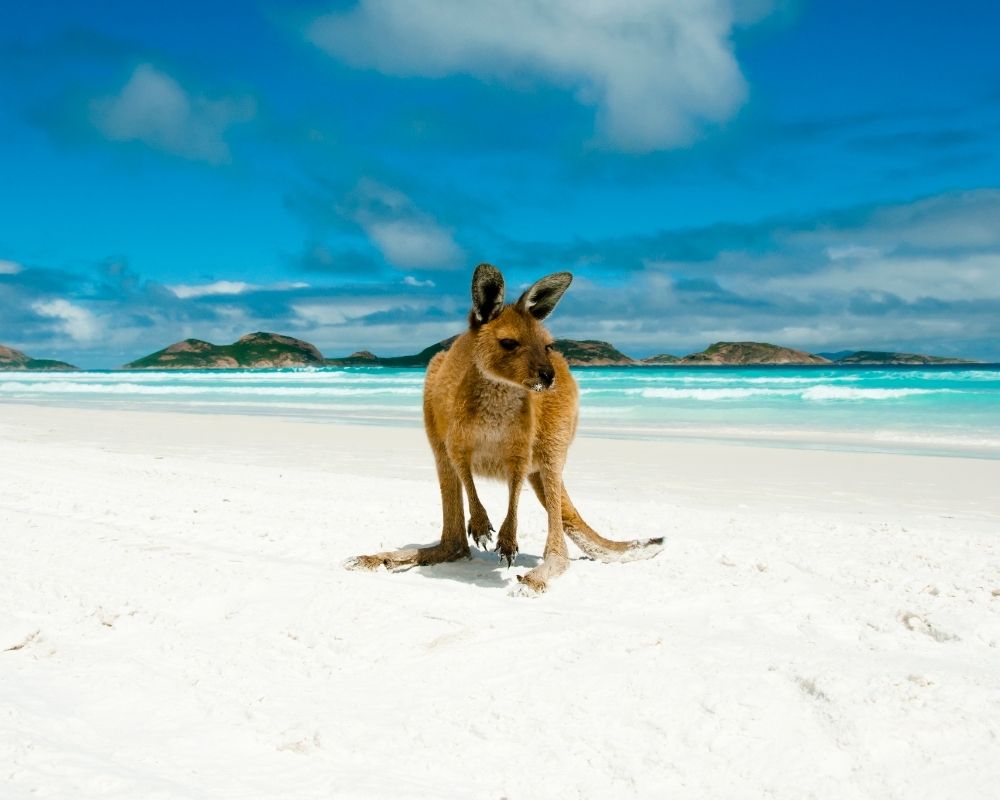 Travel to Australia with Bill Bryson, author of In a Sunburned Country. Photo of kangaroo on Lucky Bay by Photon-Photos | Canva.
