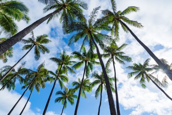 Amstar DMC has appointed Select Group Marketing as its Canadian representative for Hawaii, Dominican Republic, Jamaica and Mexico. This is an image of coconut palms in Hawaii by segaWa7 | Canva.