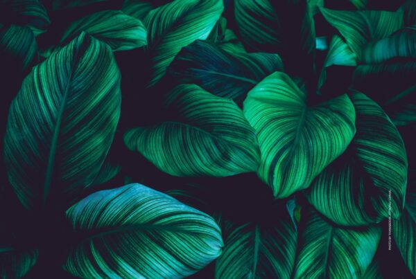 This is a stock image of tropical leaves by Thanabodin Jittrong | Canva.